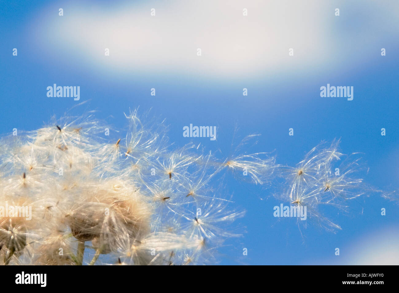 Thistledown hires stock photography and images Alamy