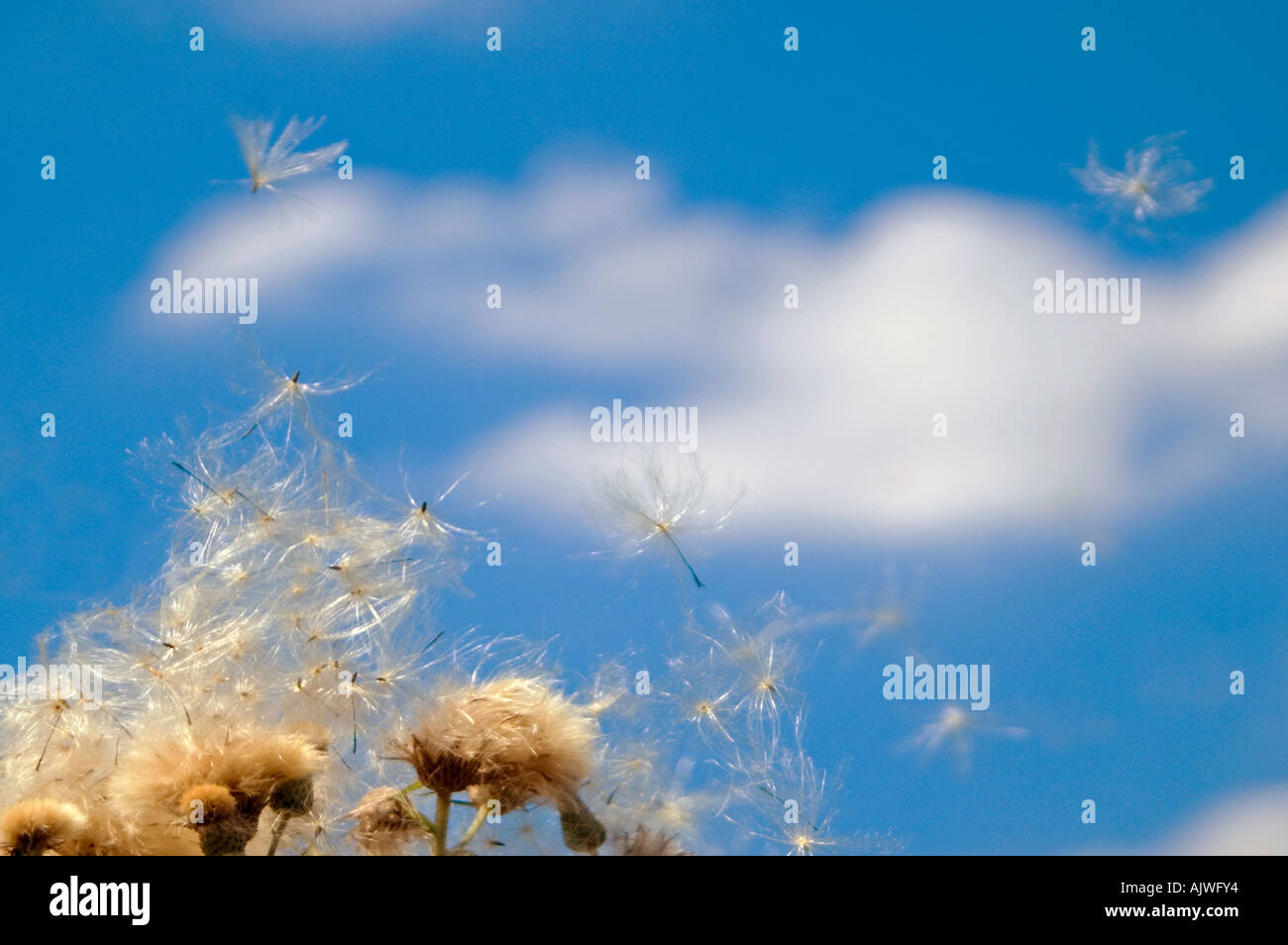 Thistledown hires stock photography and images Alamy