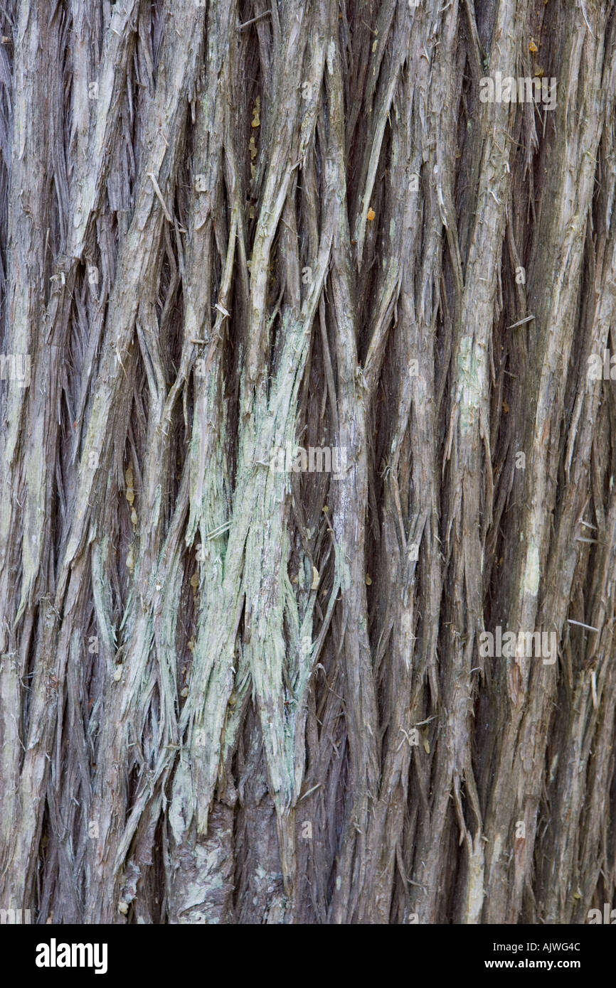 Atlantic White Cedar bark Chamaecyparis thyoides in Maine s Acadia National Park Also called Southern White Cedar or Swamp Ce Stock Photo