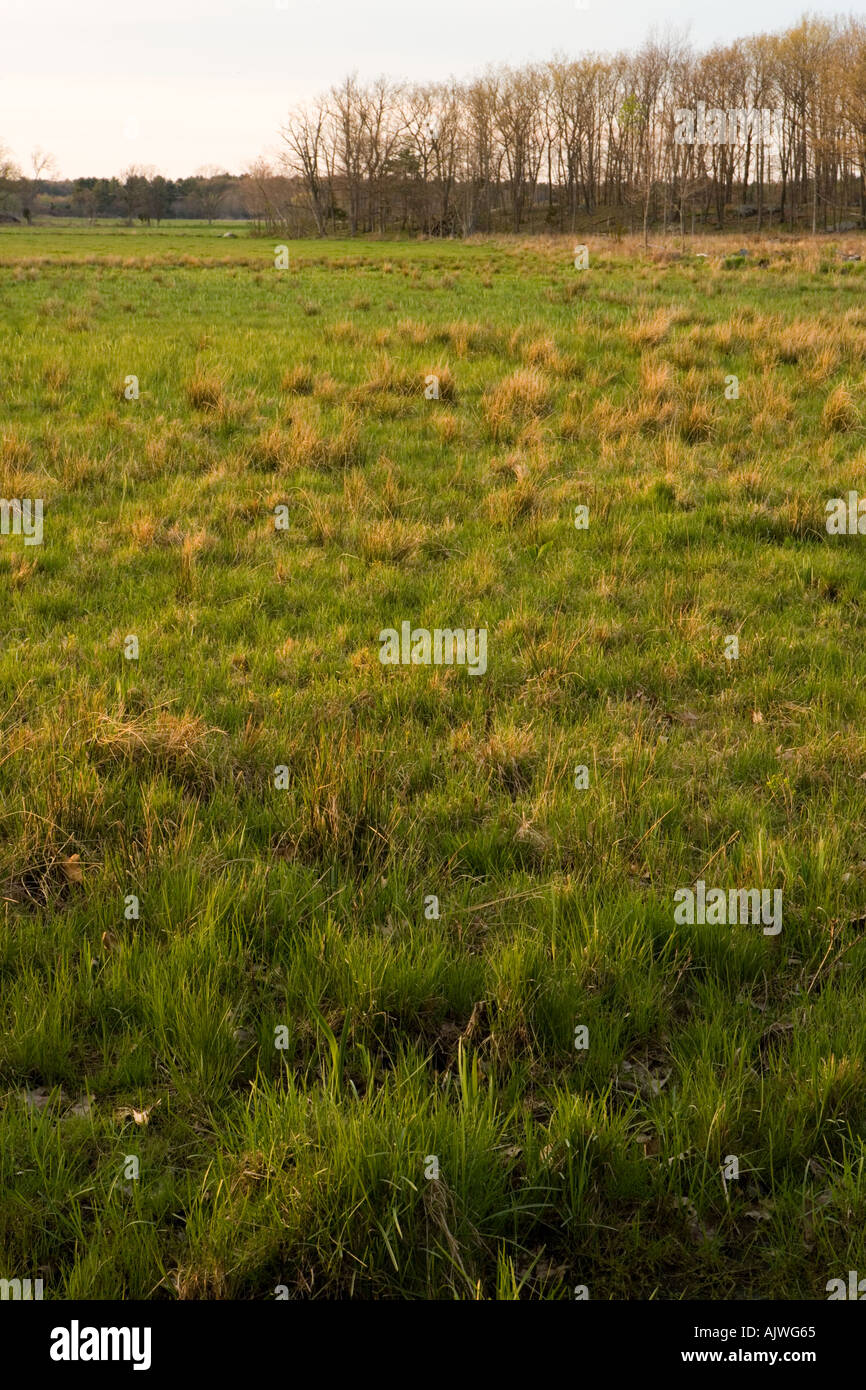 The wet grasslands of the Common Pasture in Newburyport MA Stock Photo