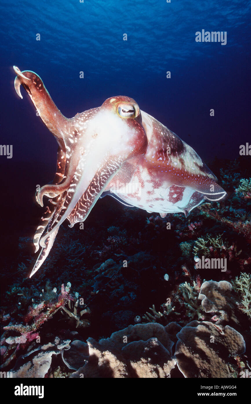 cuttlefish displaying threatening behavior Sepia latimanus Palau Micronesia Pacific Ocean Stock Photo