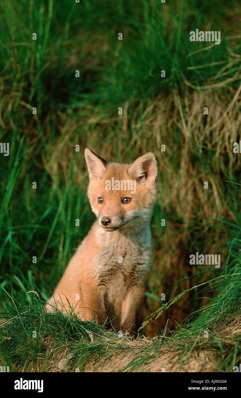 Red fox vulpes vulpes sitting upright hi-res stock photography and