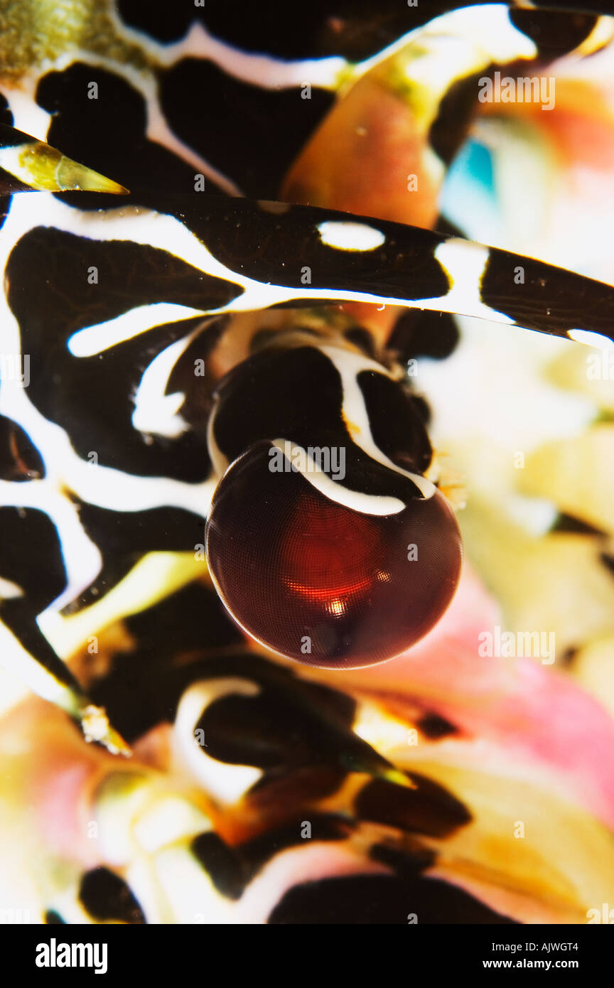 Spiny Lobster Eyeball Panulirus versicolor Yap Micronesia Pacific Ocean