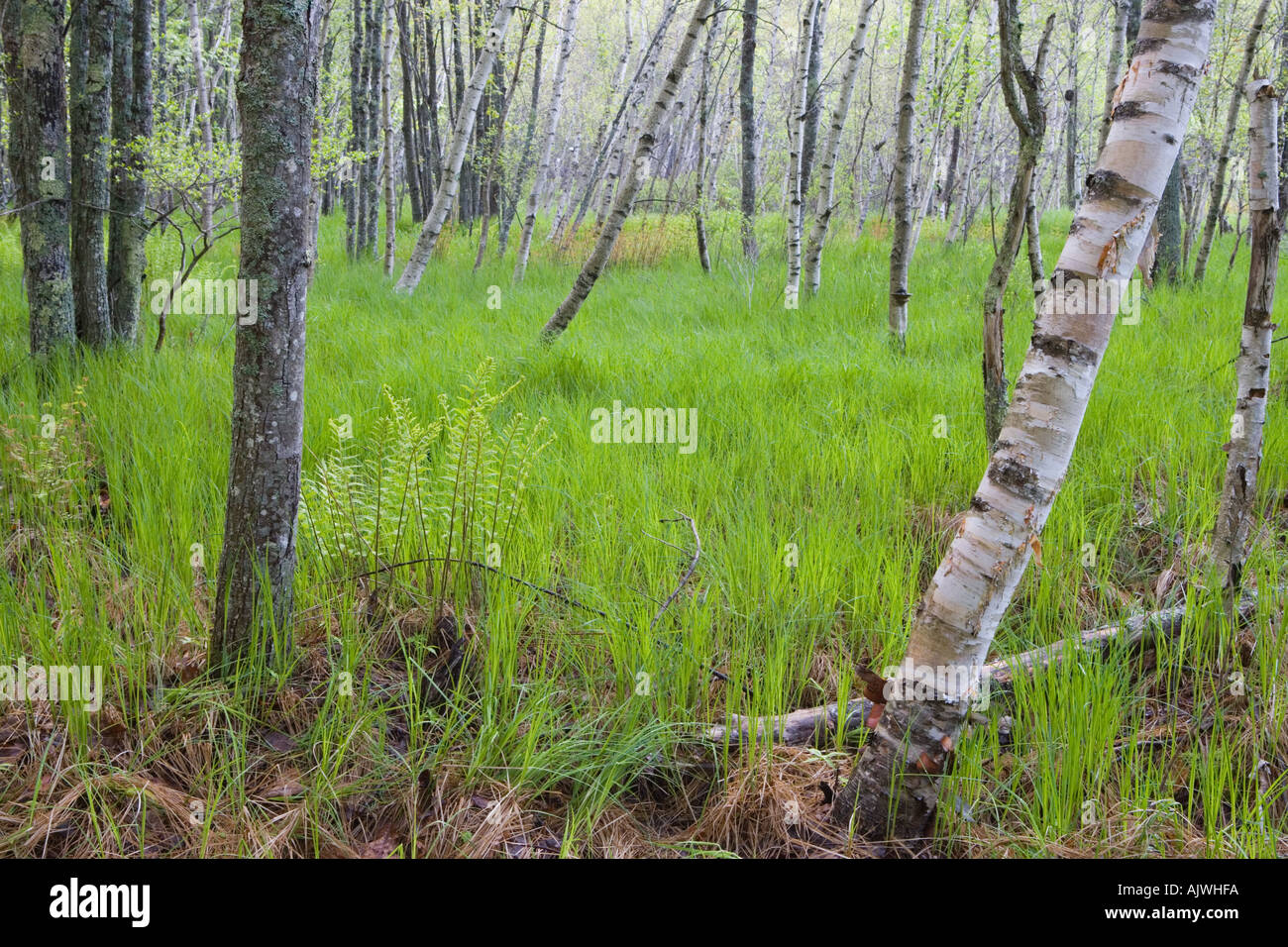 Paper birch trees Betula papyrifera on the edge of Great Meadow near