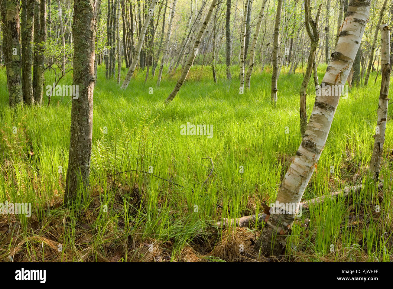 Young green grass in birch forest Stock Photo