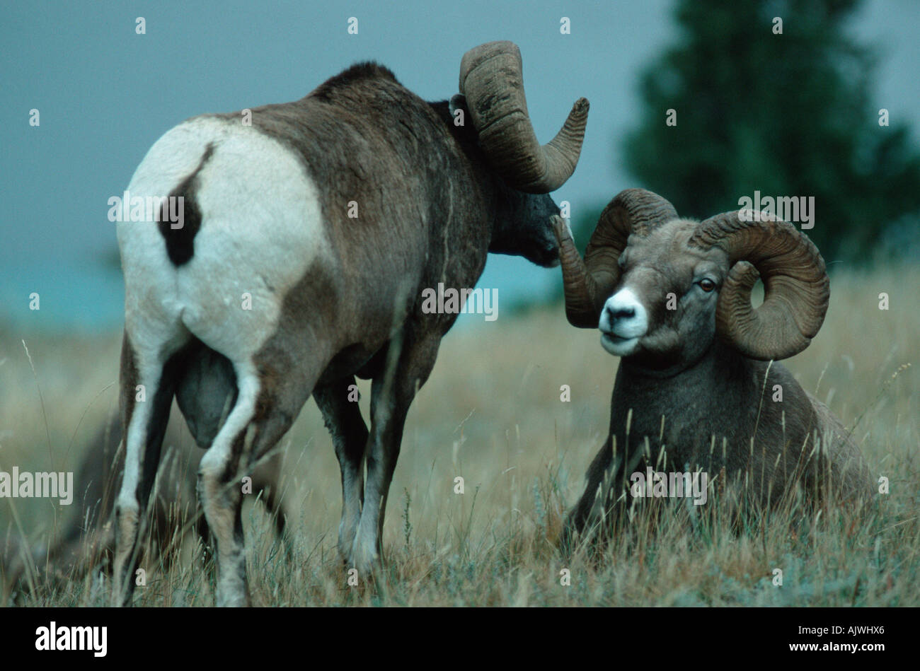 Two lying rams sheep hi-res stock photography and images - Alamy