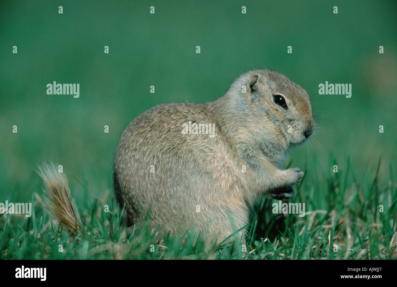 Richardson's Ground Squirrel Stock Photo - Alamy