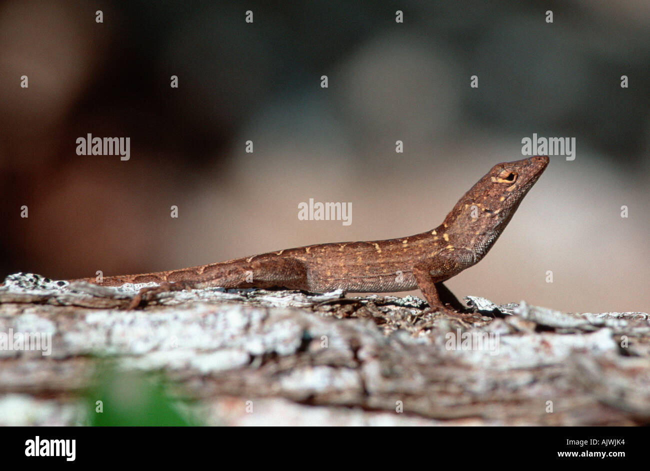 Brown Anole / Cuban Anole Stock Photo