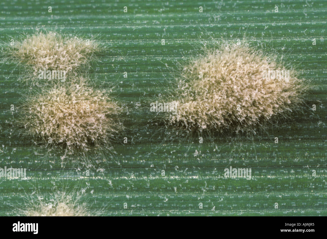 Powdery mildew (Erysiphe graminis f.sp. tritici) pustules on a wheat leaf Stock Photo