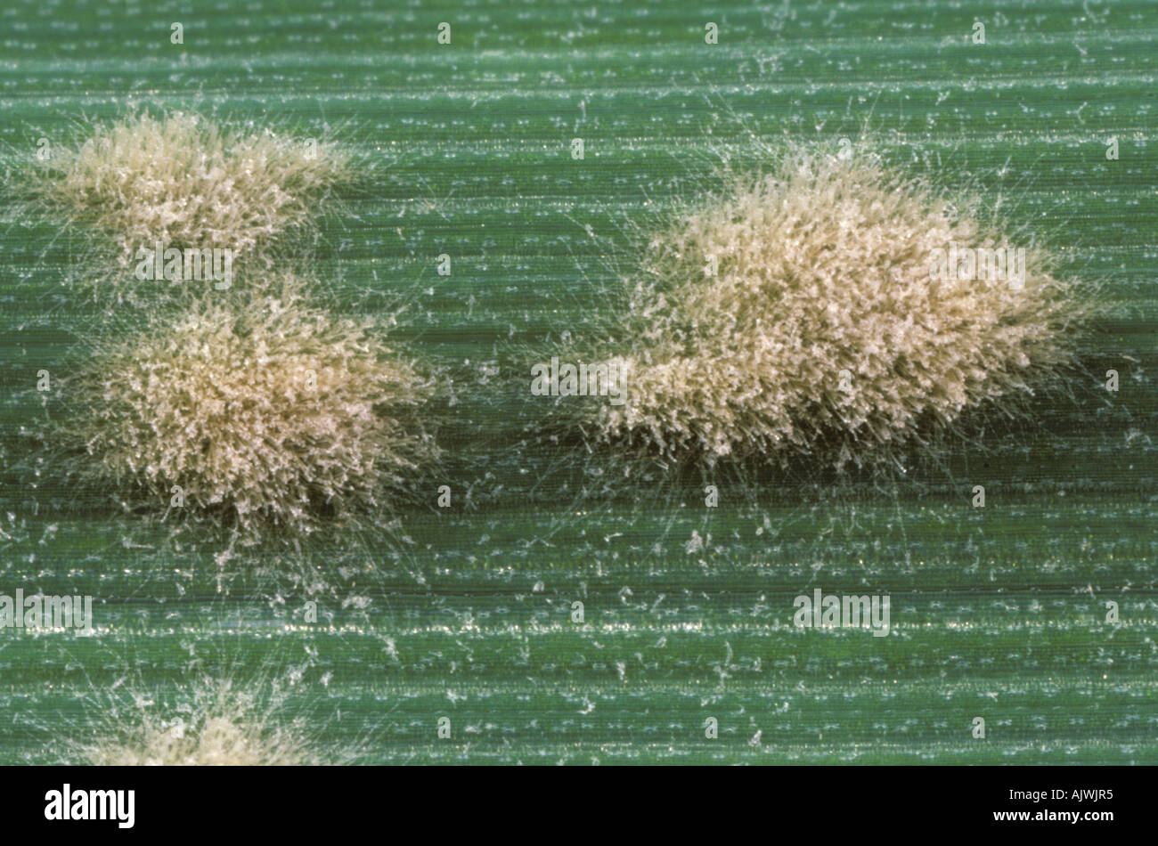 Powdery mildew Erysiphe graminis pustules on a wheat leaf Stock Photo 8467188 Alamy