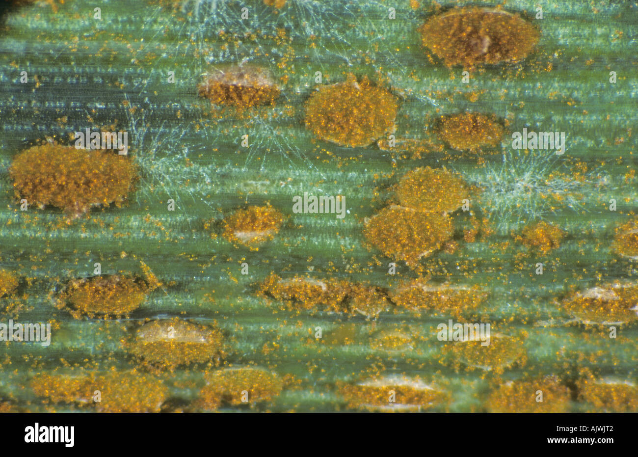 Brown rust (Puccinia triticina) pustules on a wheat leaf Stock Photo