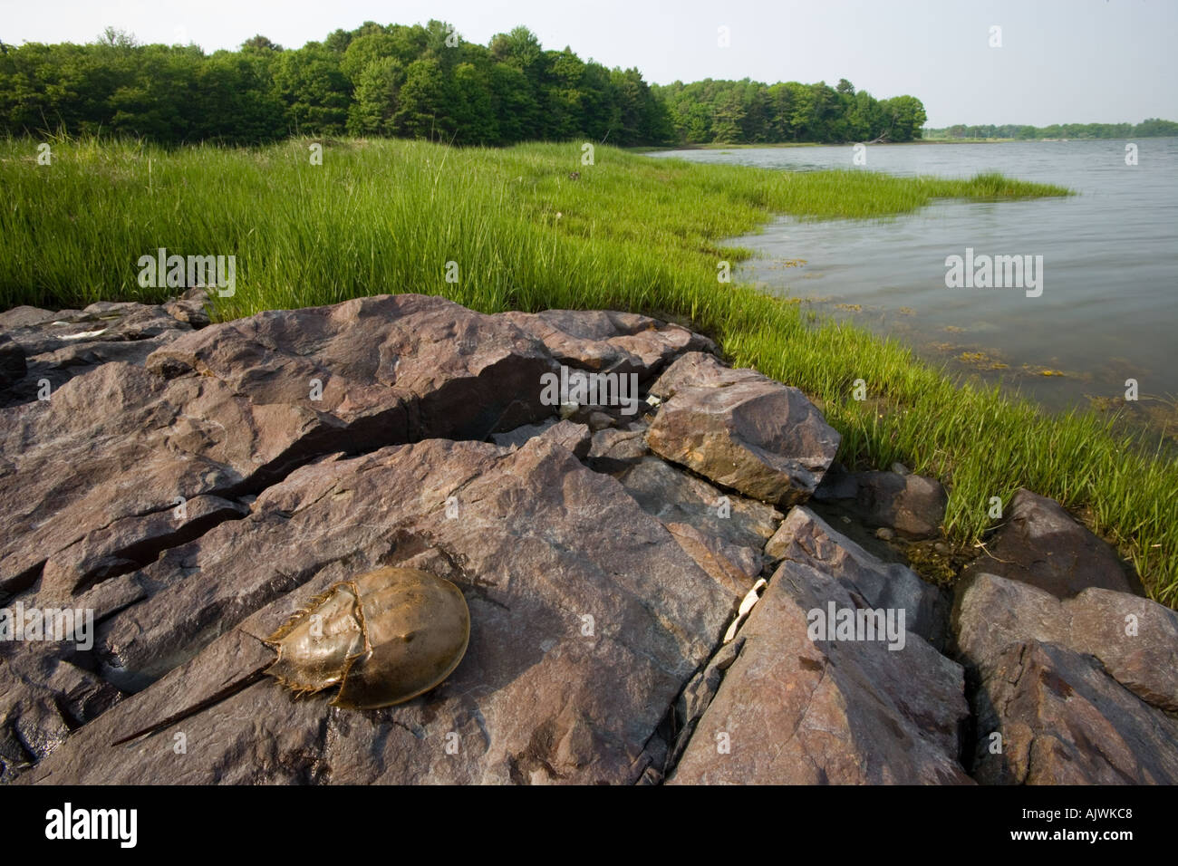 Horseshoe crab on rocks near salt marsh Stock Photo - Alamy