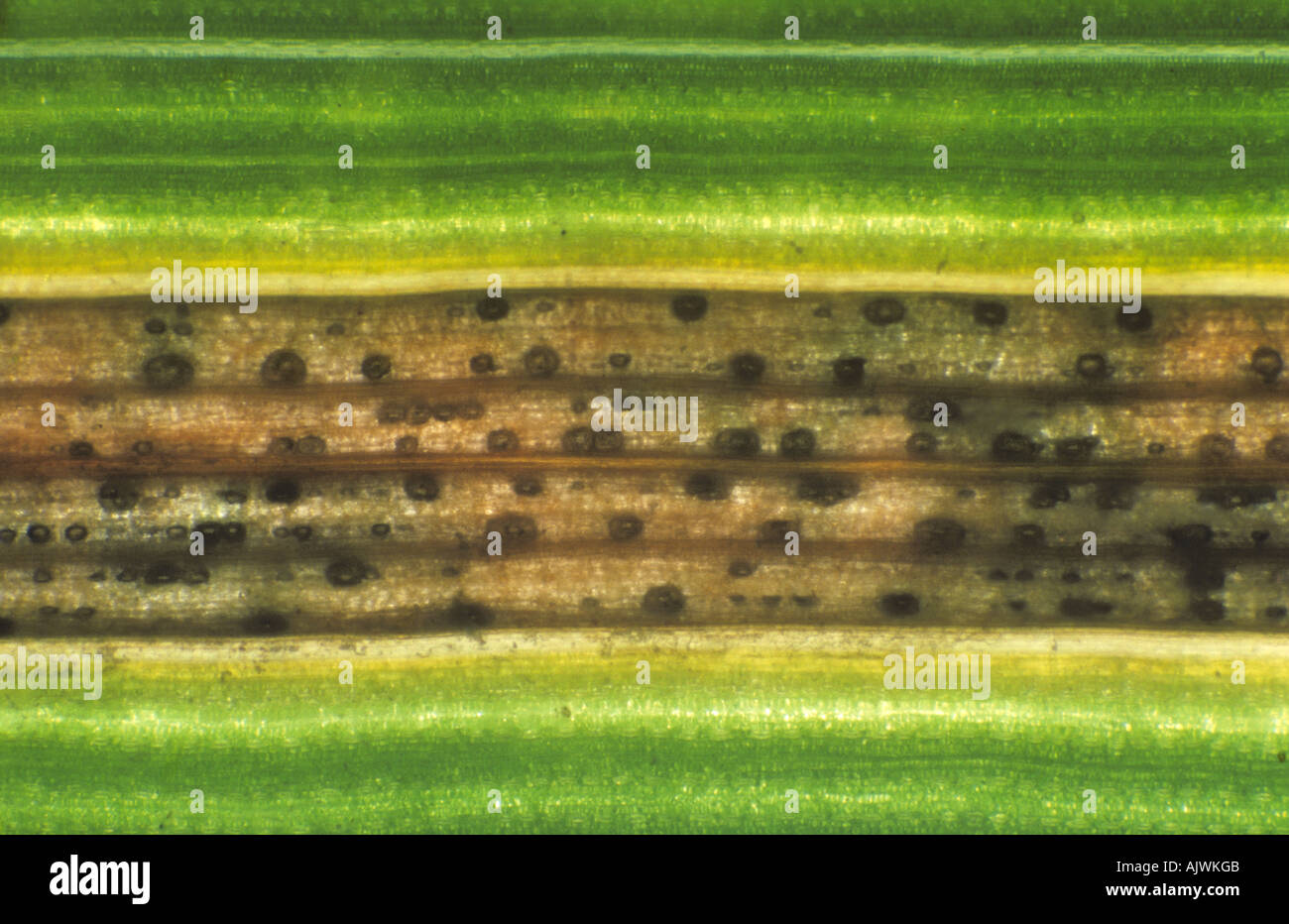 Septoria leaf spot ZSymoseptoria tritici baclit lesion to show pycnidia in wheat leaf Stock Photo