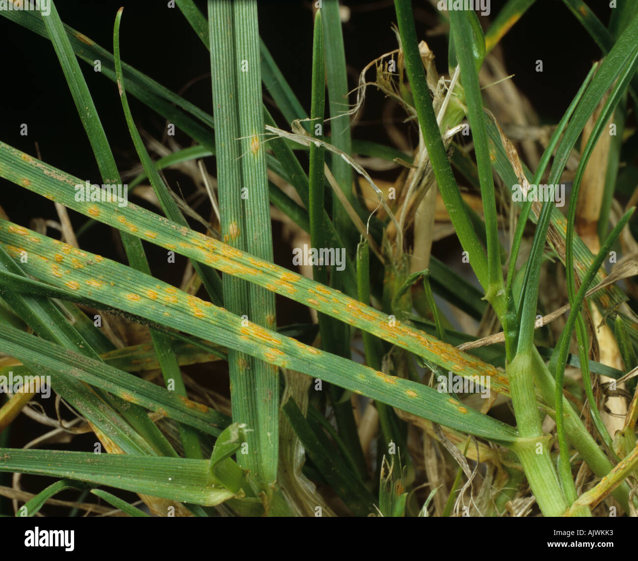 Crown rust Puccinia coronata leaf infection on meadow grass Poa sp Stock Photo