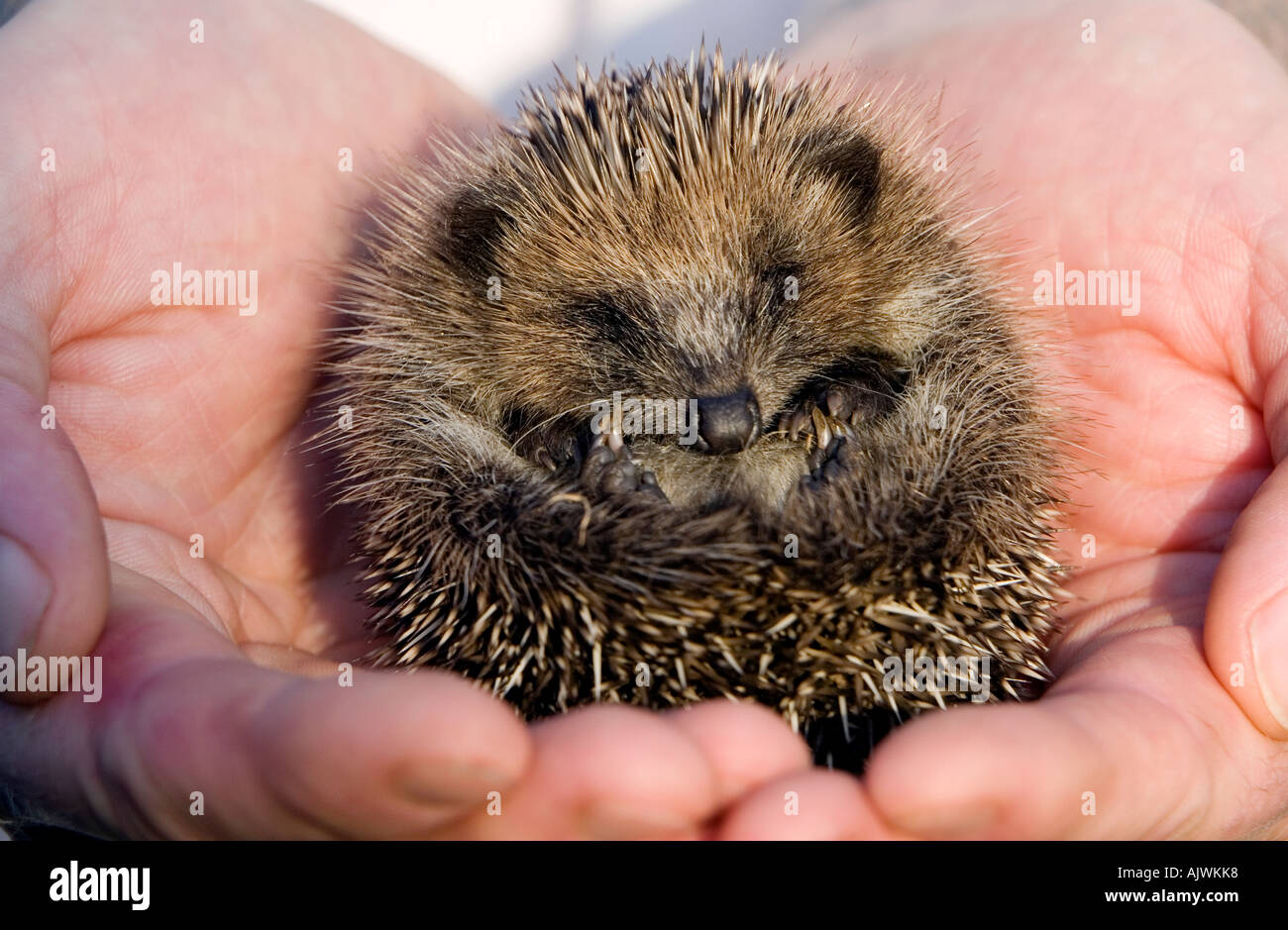 Erinaceus europaeus. Young Hedgehog asleep cradled in hands in morning sunlight Stock Photo
