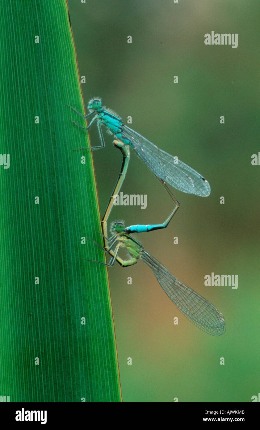 Mating pair common blue damselflies hi-res stock photography and images ...