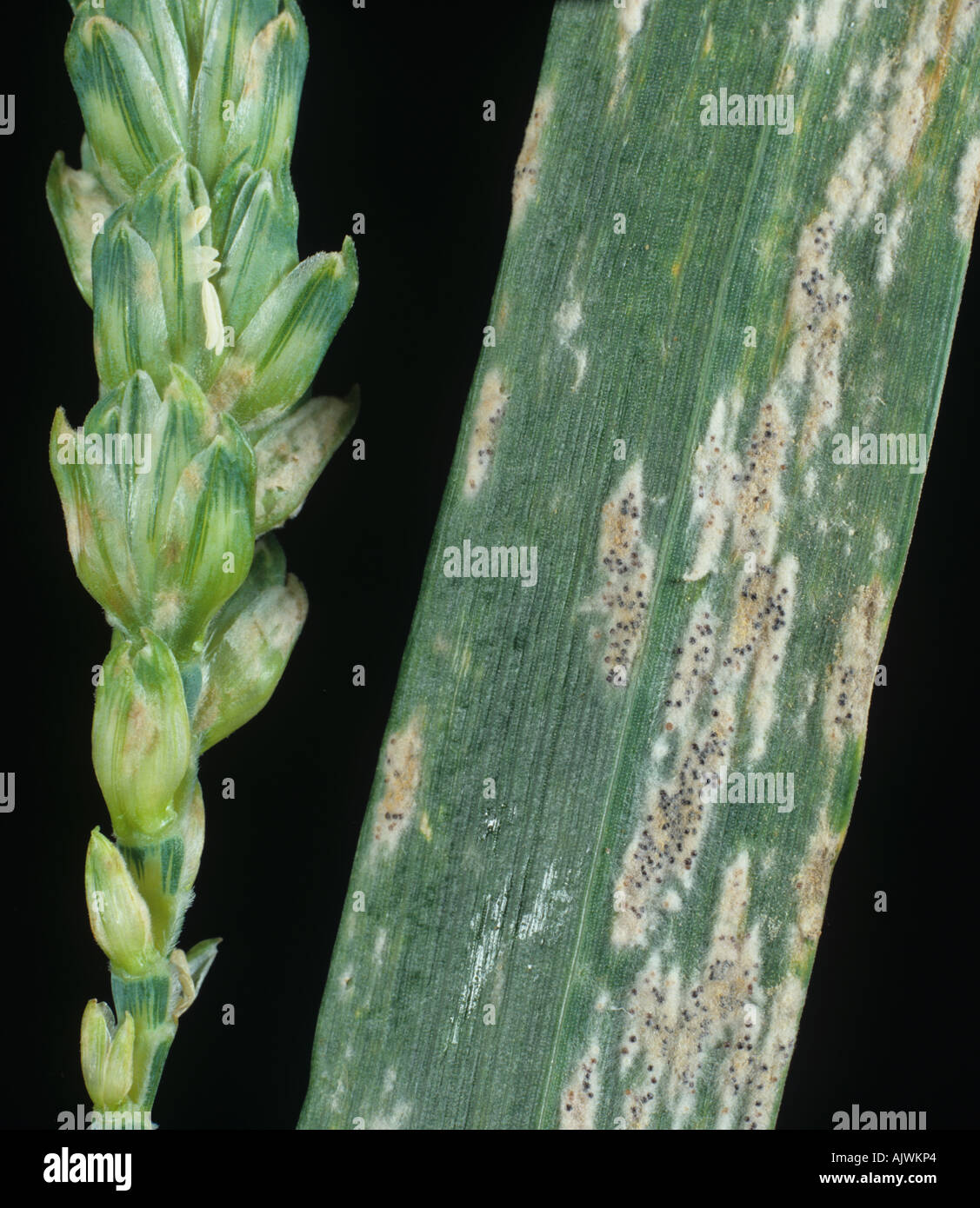 Powdery mildew (Erysiphe graminis f.sp. tritici) old infection on wheat ear flagleaf Stock Photo