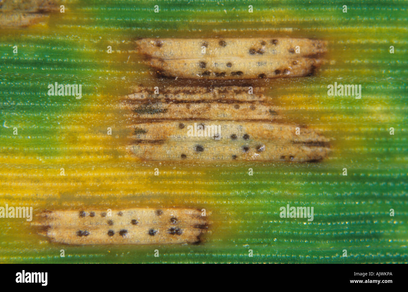 Septoria leaf spot Zymoseptoria tritici lesions and pycnidia on wheat leaf Stock Photo