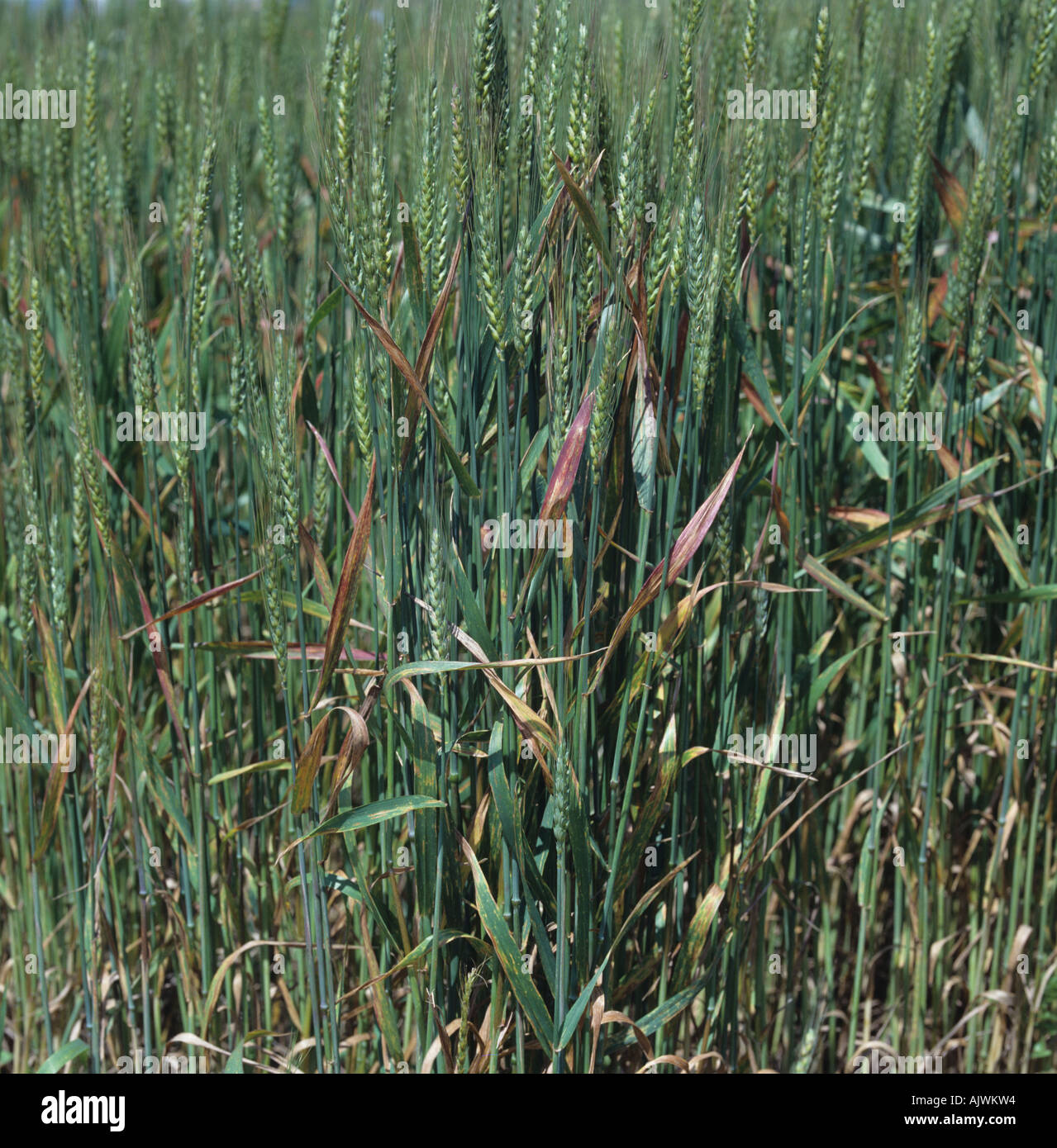Barley yellow dwarf virus BYDV discolouration of bearded wheat flagleaves Stock Photo
