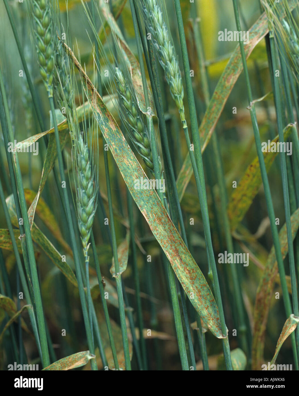 Flagleaf of awned wheat crop with infection of wheat leaf or brown rust Puccinia triticina (recondita) Stock Photo