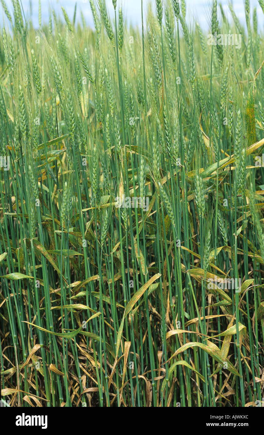 Wheat leaf or brown or leaf rust Puccinia triticina (recondita) infection on awned wheat crop Kansas Stock Photo