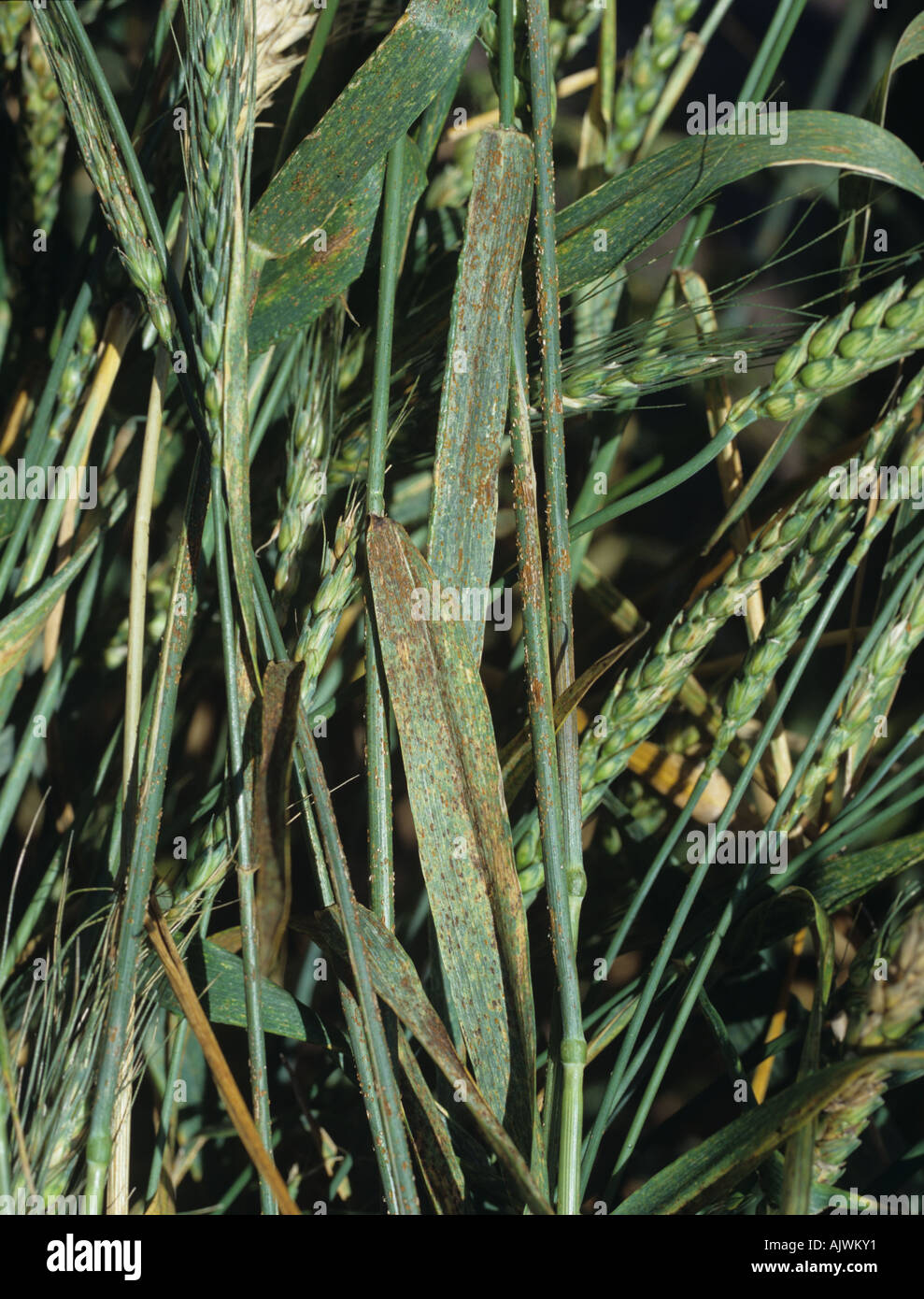 Severe infection black stem rust Puccinia graminis on bearded awned wheat Stock Photo
