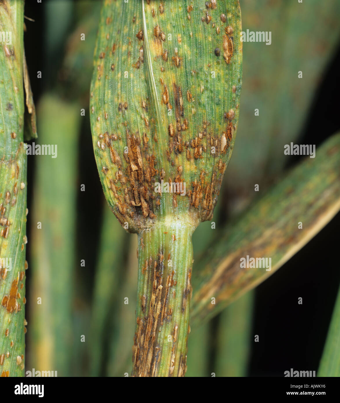 Black stem rust Puccinia graminis on bearded awned wheat Stock Photo