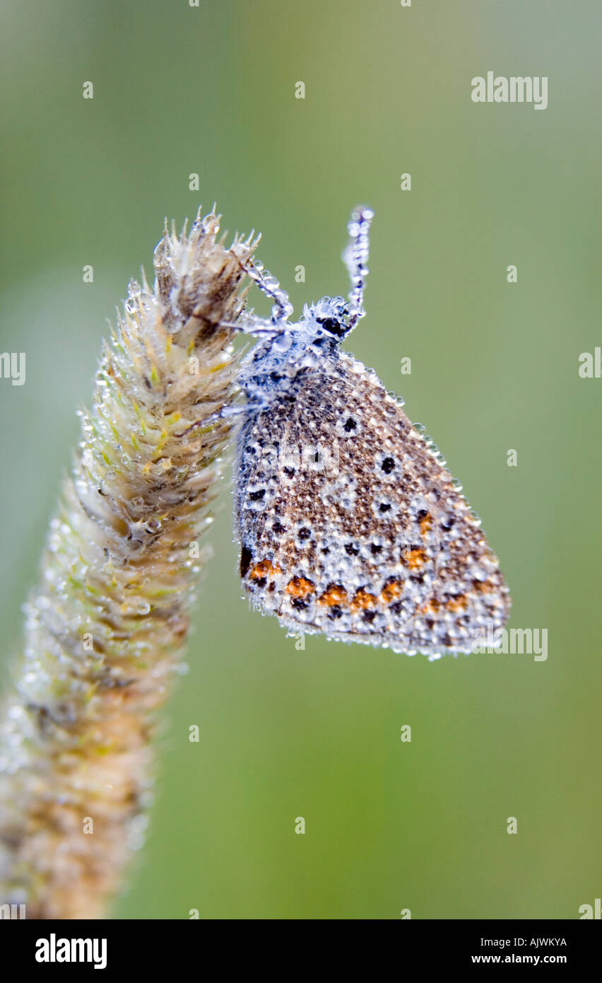 Polommatus icarus. Common blue butterfly covered in early morning dew in the English countryside Stock Photo