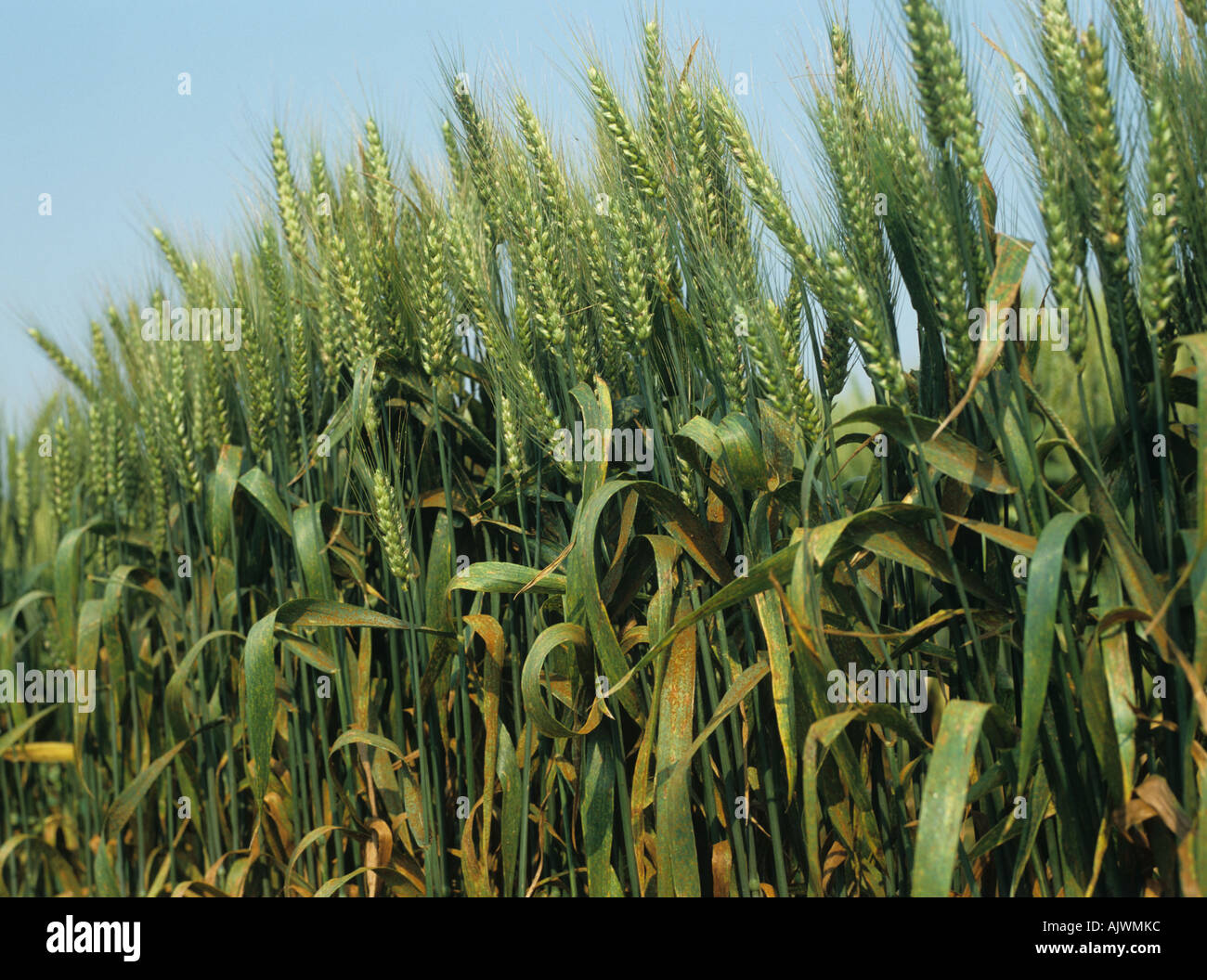 Wheat leaf or brown rust Puccinia triticina (recondita) infection on  awned wheat crop, France Stock Photo