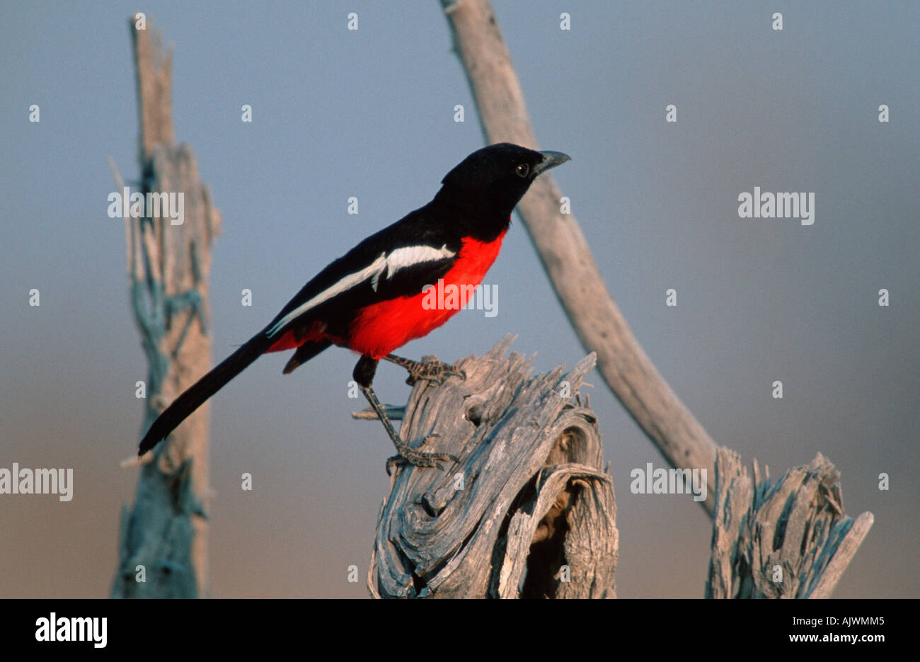 Crimson-breasted Shrike / Burchell's Gonolek Stock Photo
