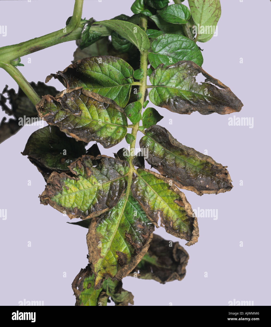 Potassium K deficiency symptom on potato leaf Stock Photo