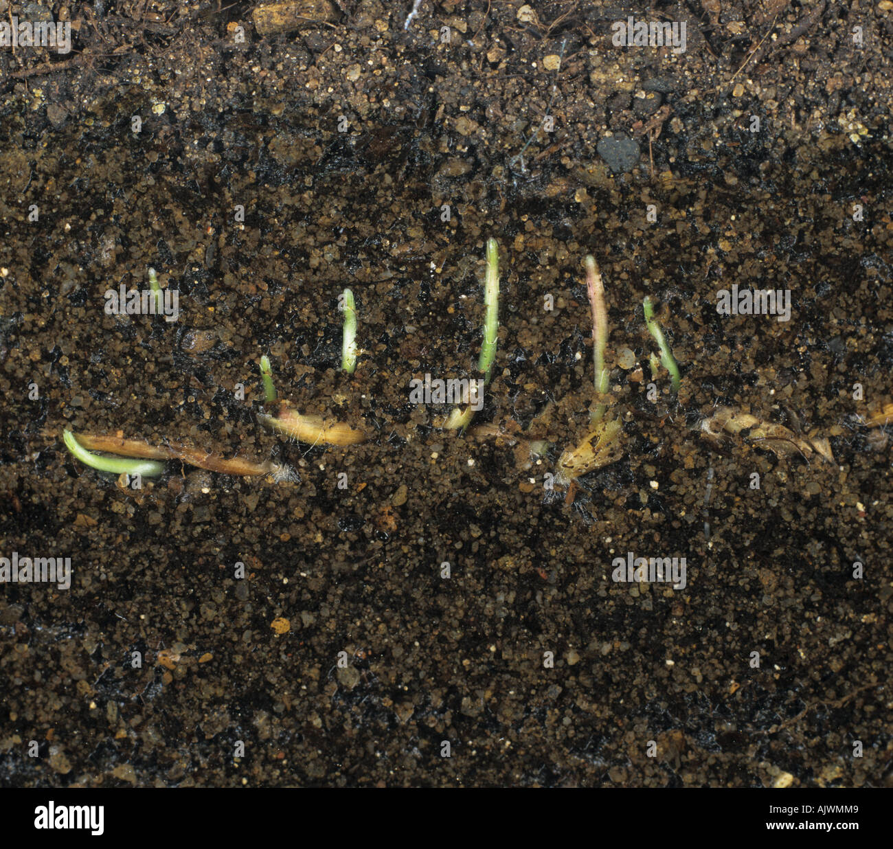 Lawn grass seed germinating to show roots and shoots developing Stock