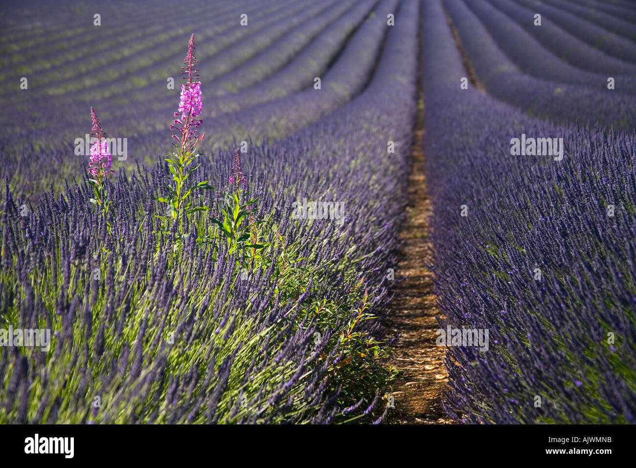 Rose Bay Willow Herb Epilobium Angustifolium growing in fields of lavender Snowshill Worcestershire UK Stock Photo