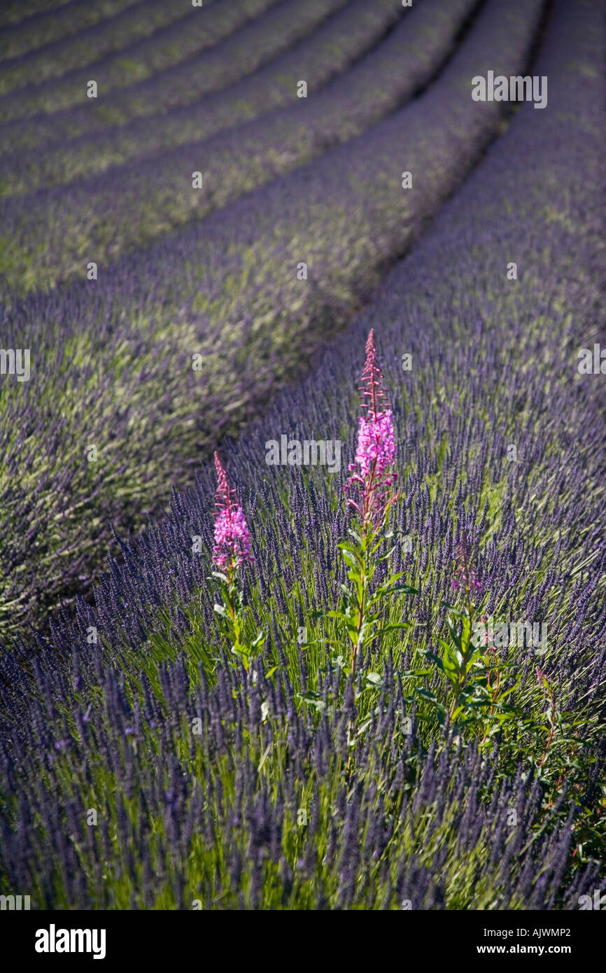 Rose Bay Willow Herb Epilobium Angustifolium growing in fields of lavender Snowshill Worcestershire UK Stock Photo