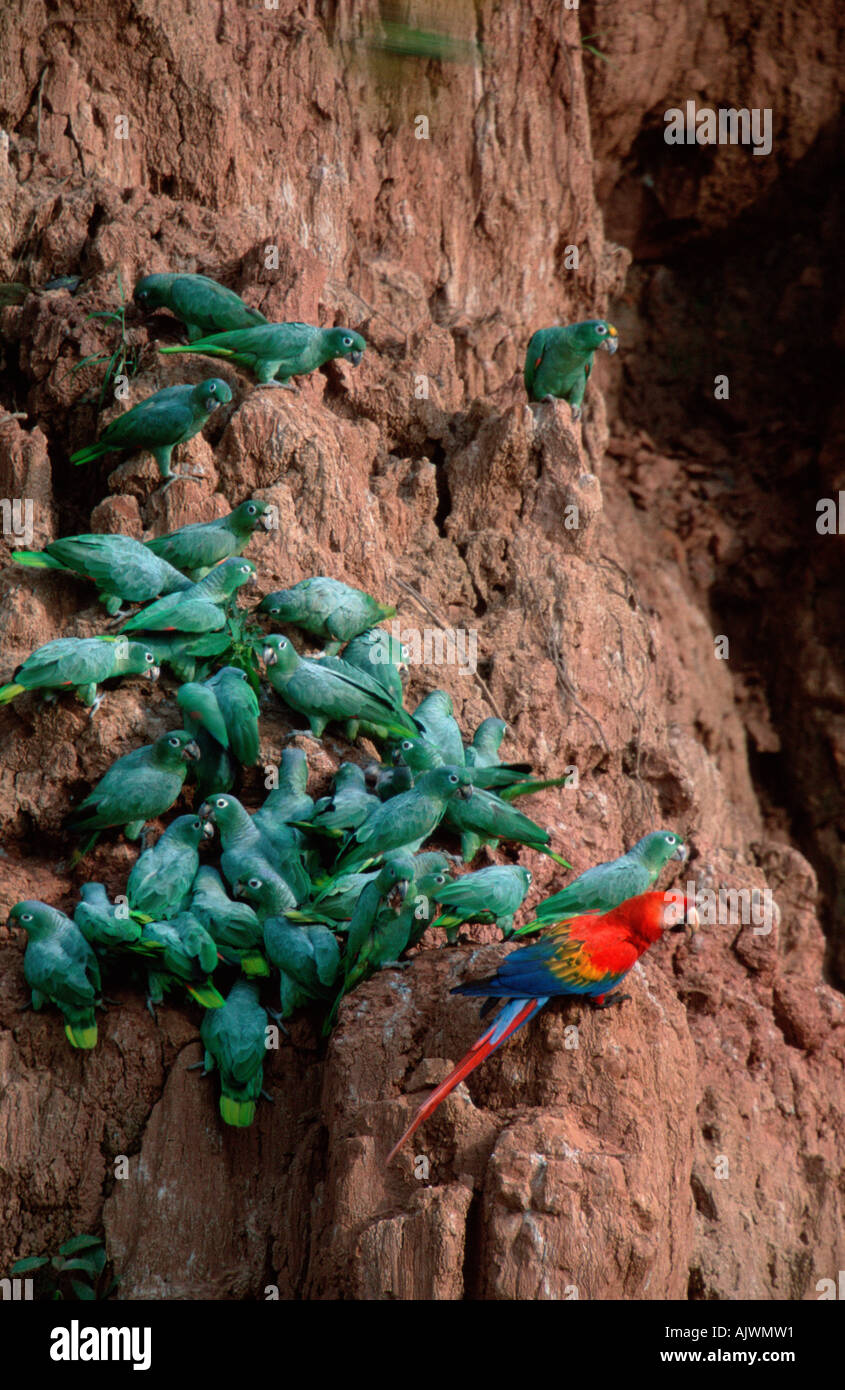 Mealy Amazon Parrot / Scarlet Macaw Stock Photo