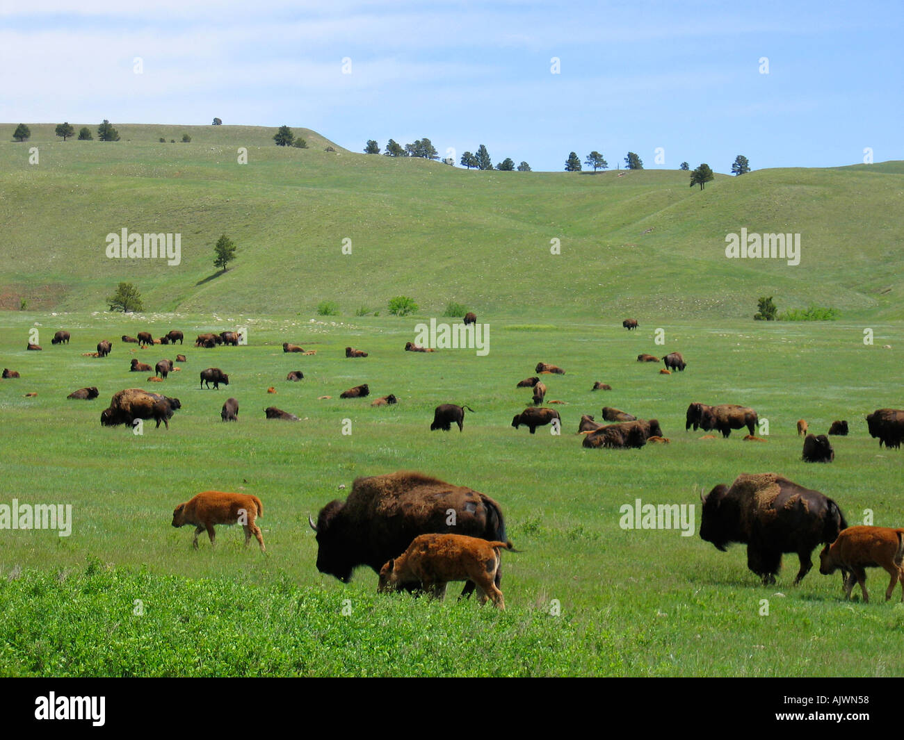 USA Wyoming Roaming Buffalo Yellowstone National Park Stock Photo - Alamy
