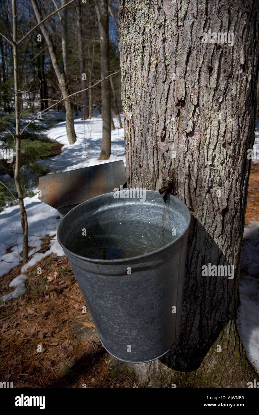 Sap bucket on a sugar maple Stock Photo Alamy