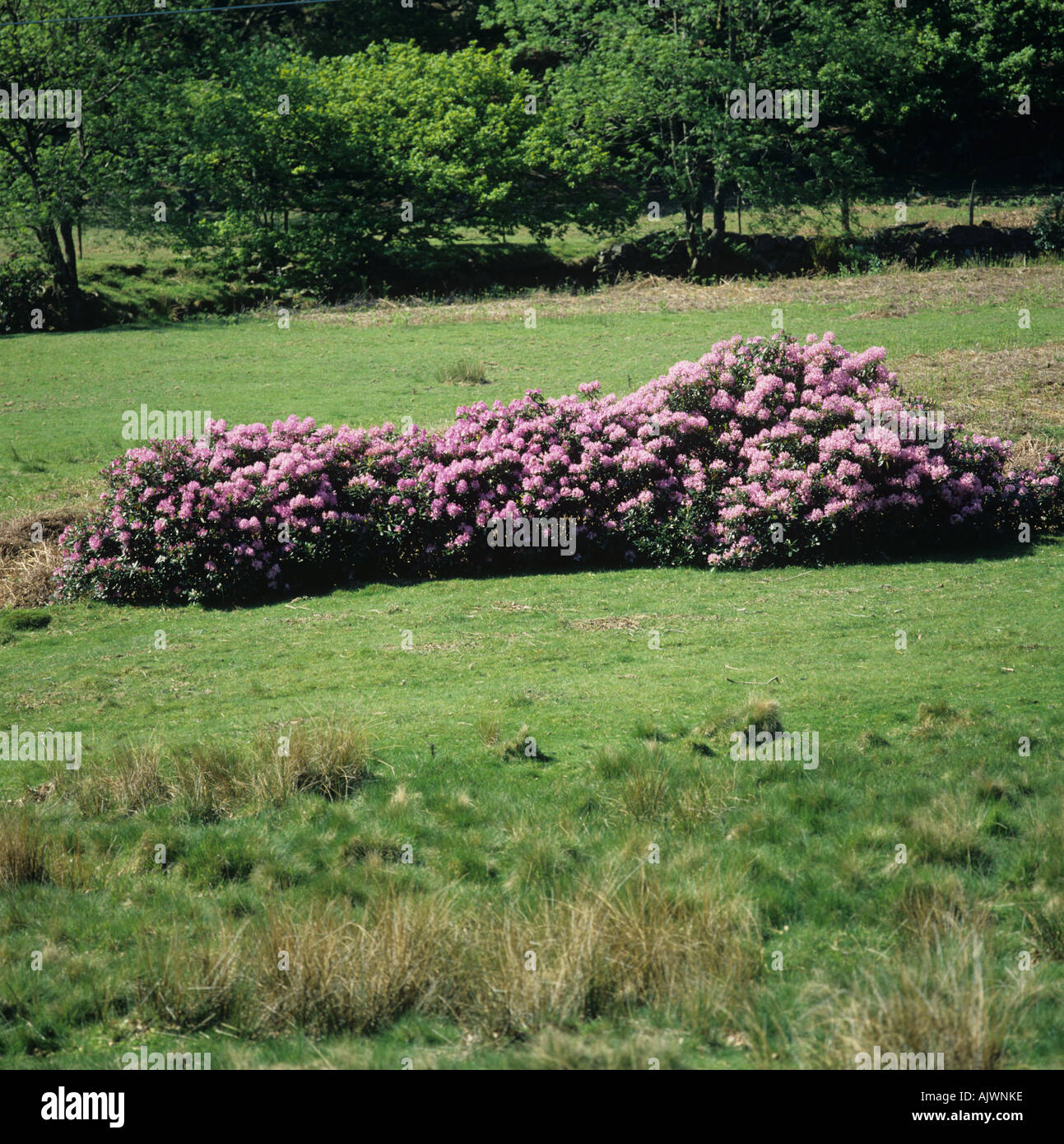 Wild rhododendron Rhododendron ponticum woody weed in grassland pasture Wales Stock Photo