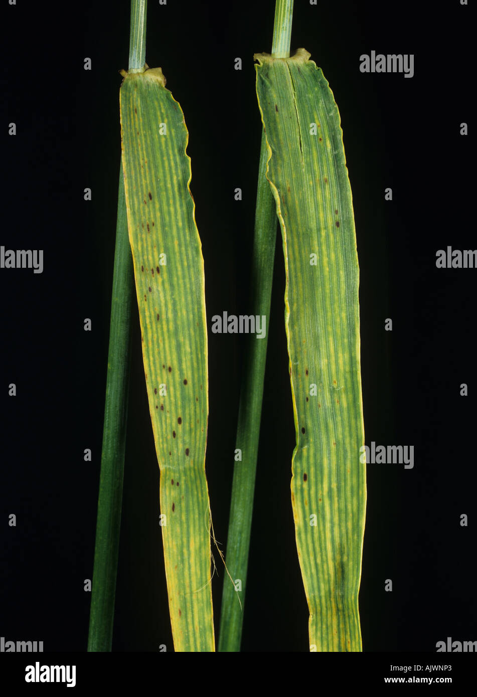 Chlorosis and spotting on barley leaf a symptom of magnesium deficiency