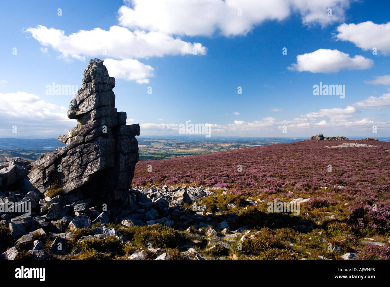 Stiperstones with purple heather on summer day with blue sky and sunshine Shropshire England UK United Kingdom GB Stock Photo