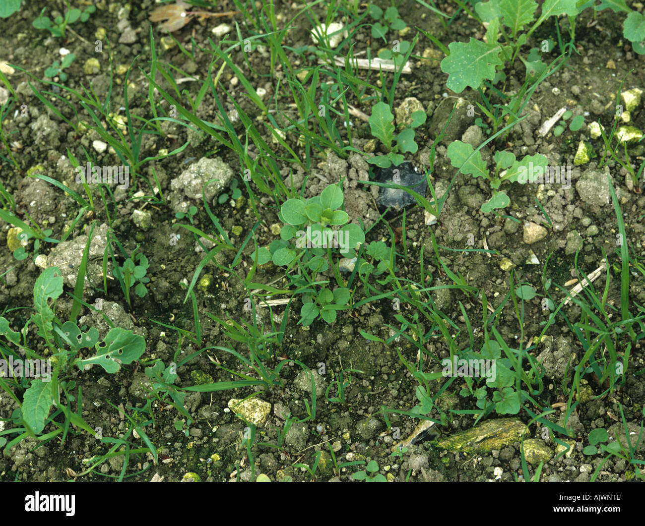 Various broad leaved weeds in hi-res stock photography and images - Alamy