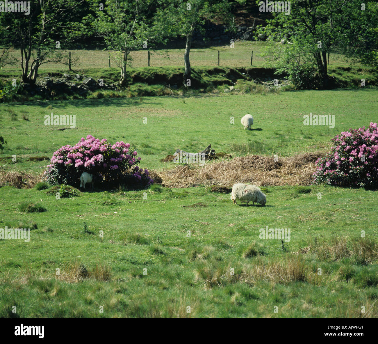 Wild rhododendron Rhododendron ponticum woody weed in grassland pasture Wales Stock Photo