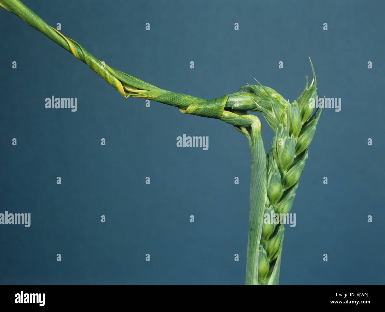 Twisted flagleaf and trapped ear symptoms of copper deficiency in wheat Stock Photo