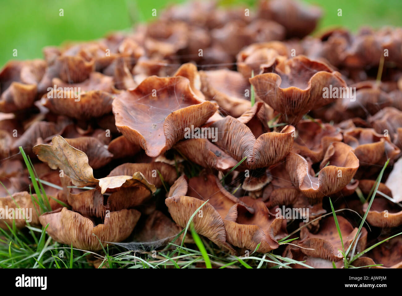 Honey fungus growing in clump on rotting tree stump in Sussex Woodland Stock Photo