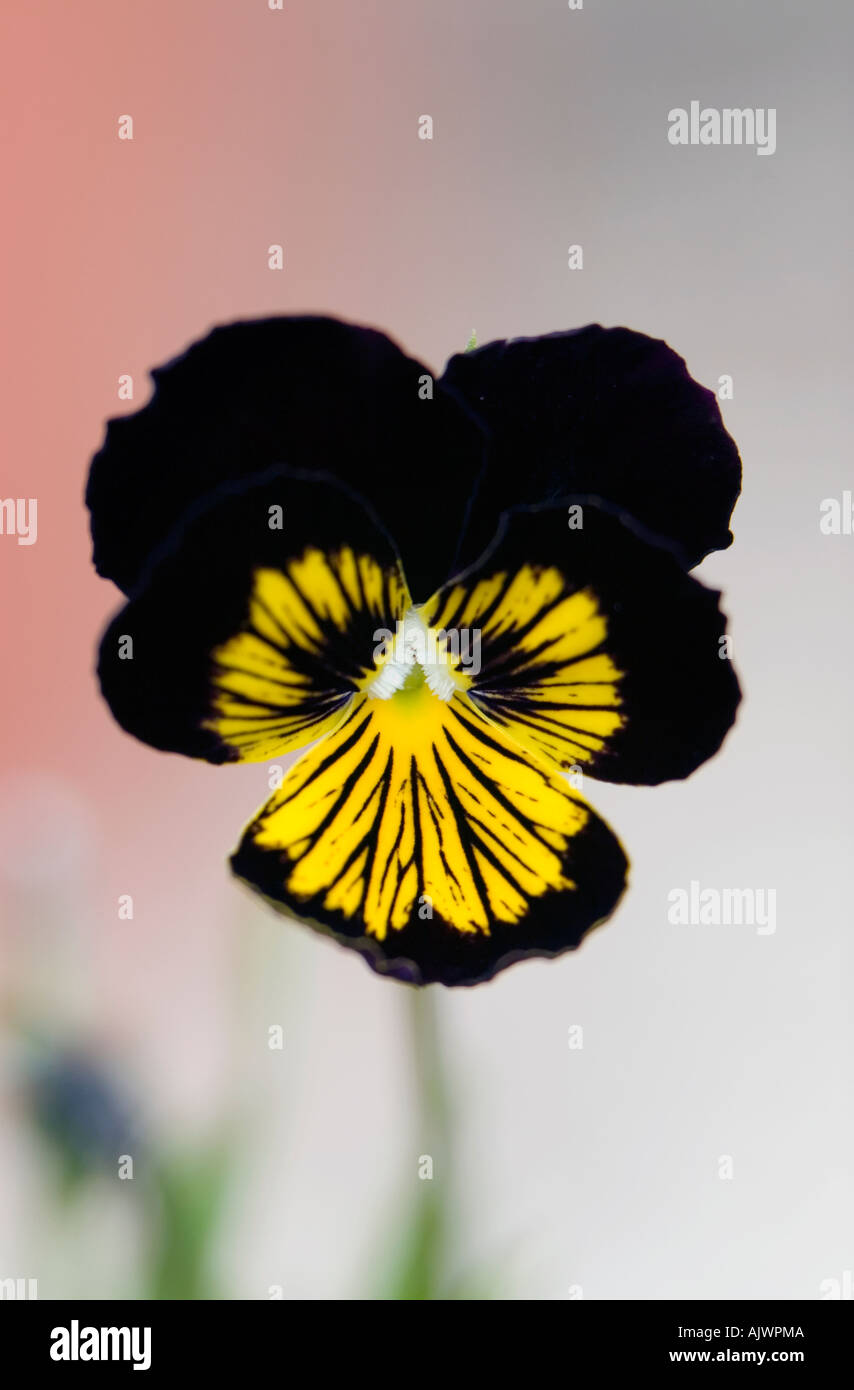 Single black yellow viola flower head against a light background Stock