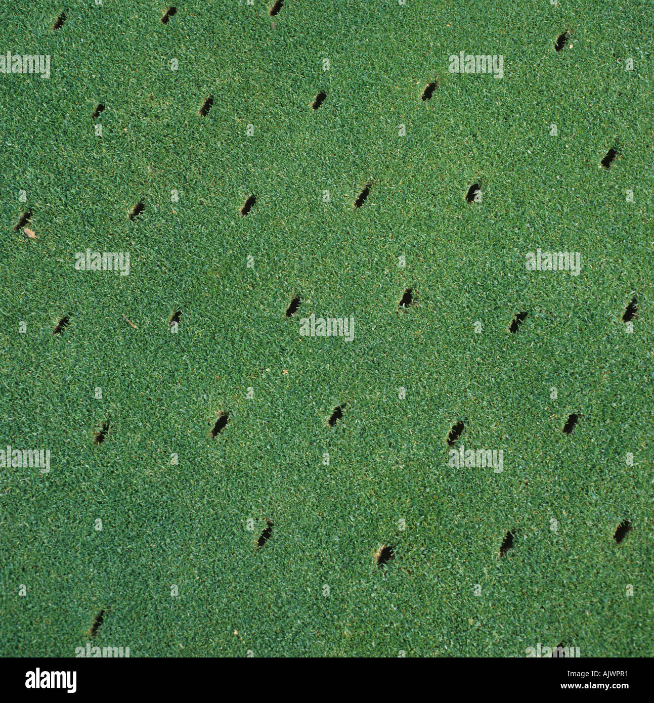 Aeration holes in golf green turf grass Wentworth Surrey Stock Photo