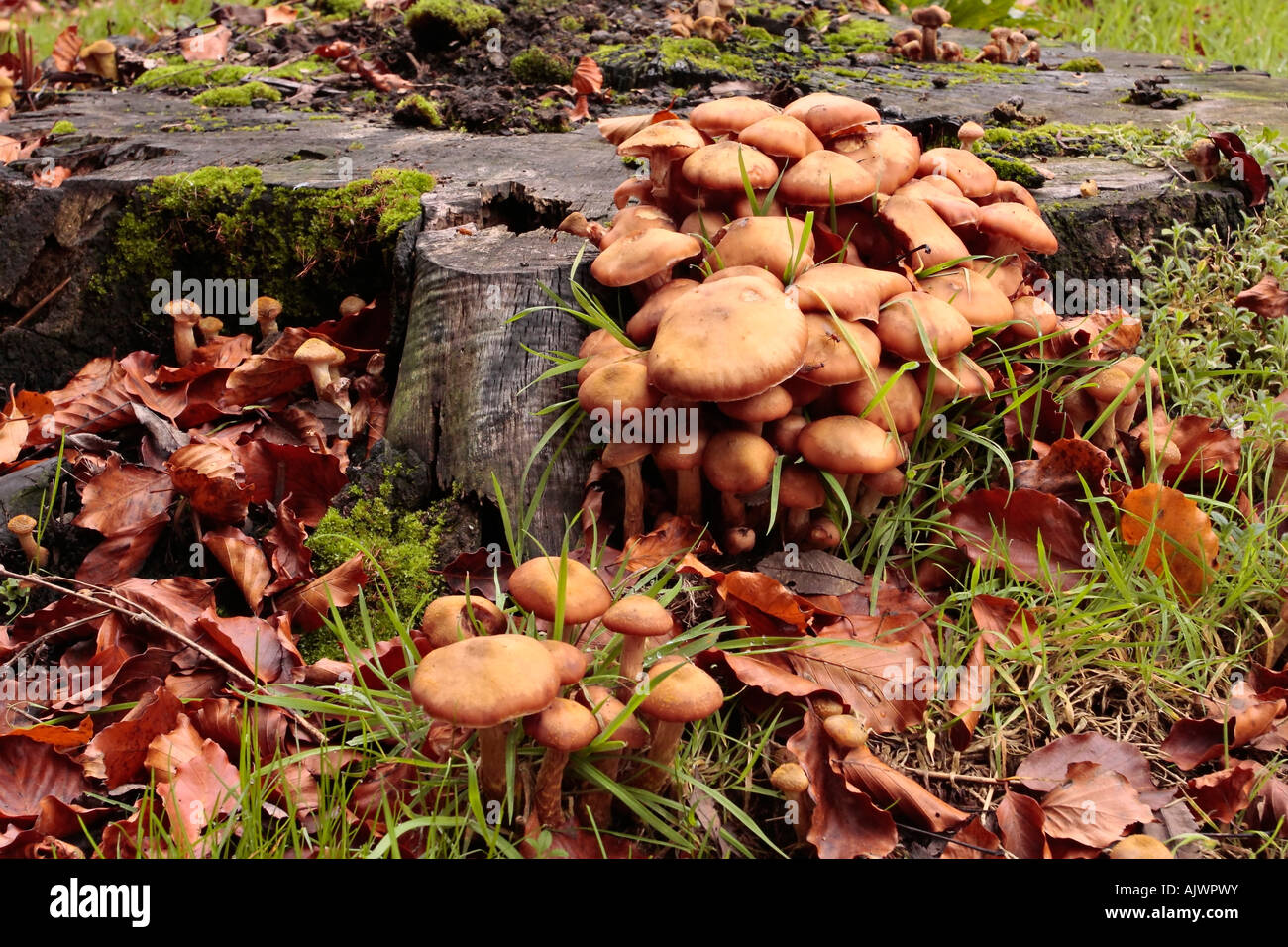 Fungi growing on rotting tree stump in Sussex woodland in autumn. UK ...