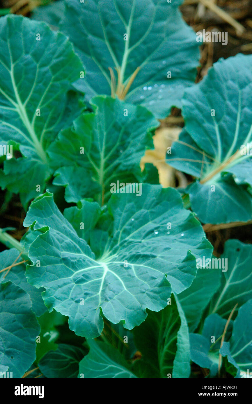 Leafy Green Kale in an Outdoor Vegetable Garden Stock Photo Alamy