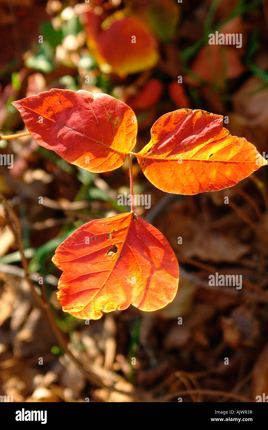 Vibrantly Colored Autumn Leaves Fall Foliage Stock Photo