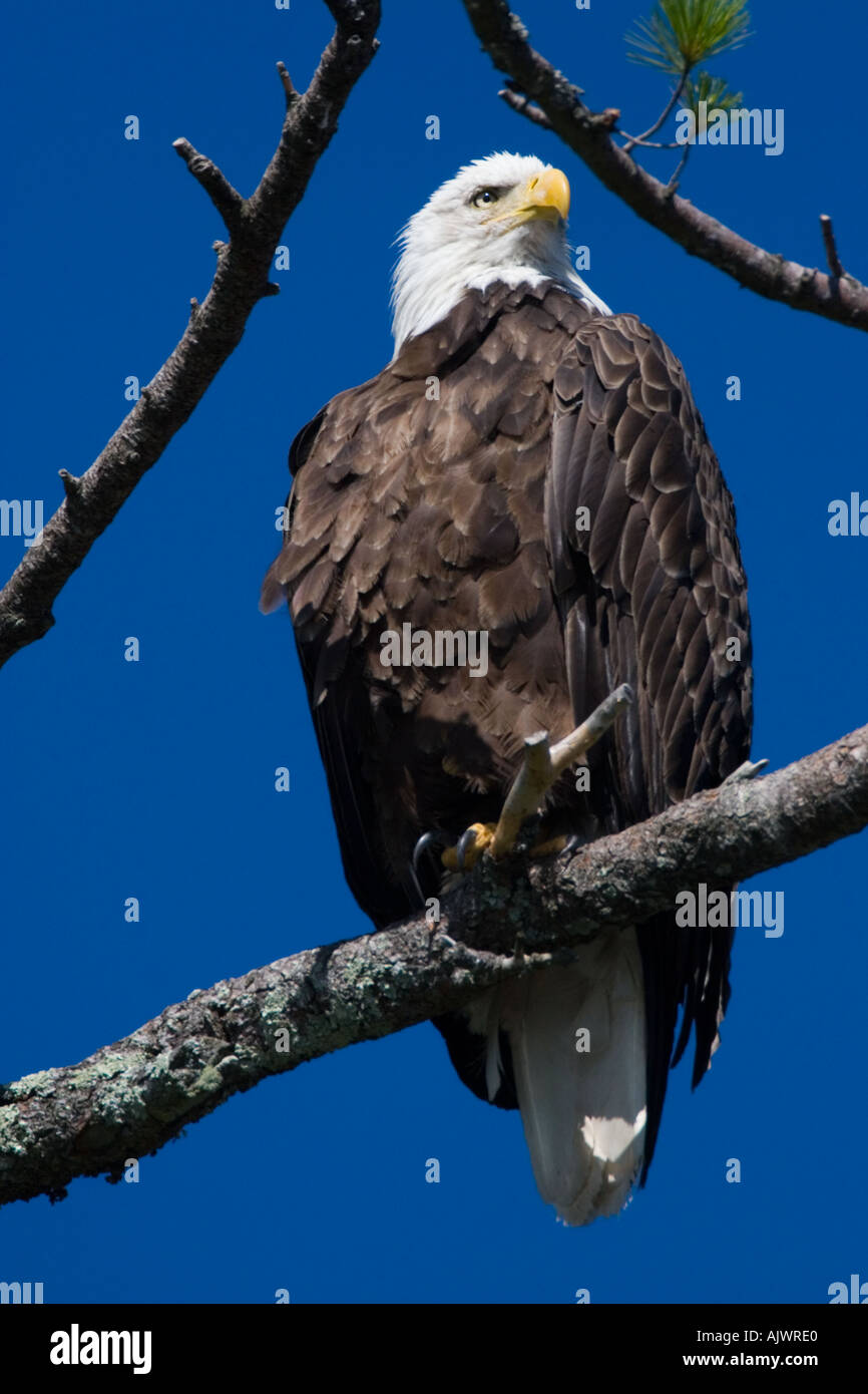 An adult Bald Eagle Haliaeetus leucocephalus perched in a white pine above Katahdin Lake near Maine s Baxter State Park  Stock Photo